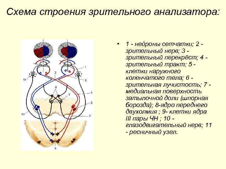 Схема строения зрительного анализатора: • 1 - нейроны сетчатки; 2 зрительный нерв; 3 зрительный