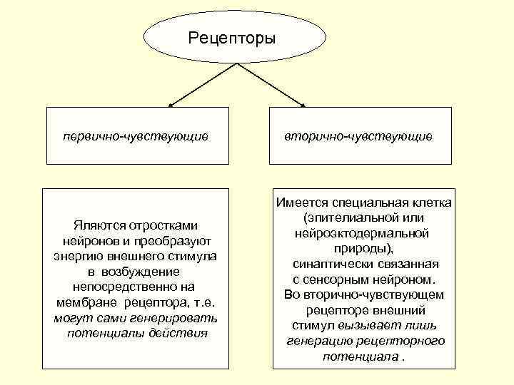 Рецепторы первично-чувствующие Яляются отростками нейронов и преобразуют энергию внешнего стимула в возбуждение непосредственно на