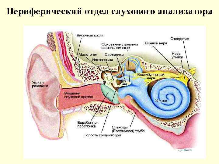 Периферический отдел слухового анализатора 