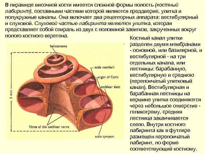 В пирамиде височной кости имеется сложной формы полость (костный лабиринт), составными частями которой являются