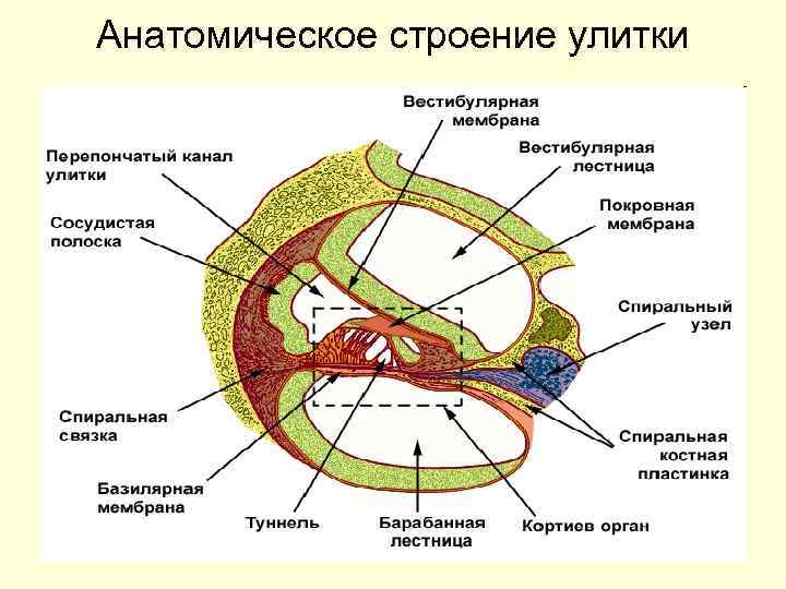 Анатомическое строение улитки 