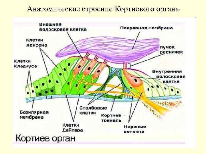 Анатомическое строение Кортиевого органа 