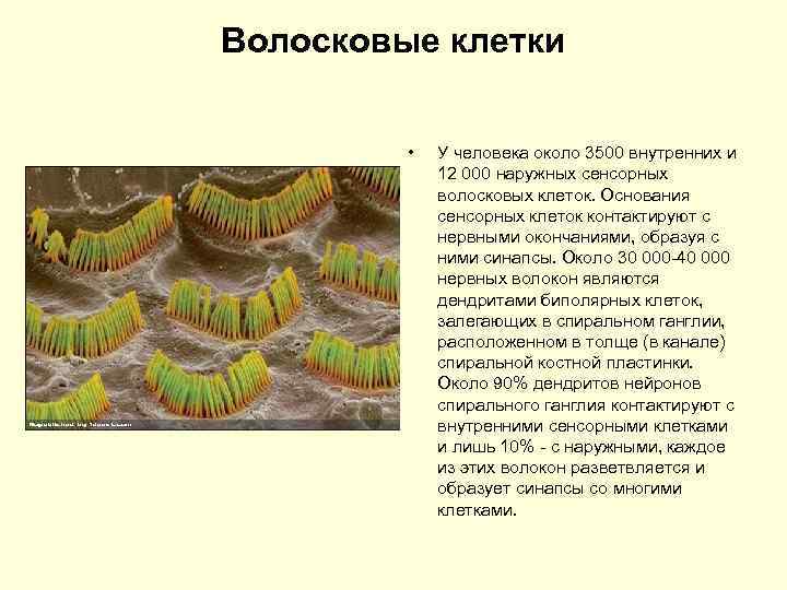 Волосковые клетки • У человека около 3500 внутренних и 12 000 наружных сенсорных волосковых