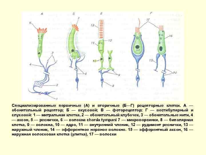 Специализированные первичные (А) и вторичные (Б—Г) рецепторные клетки. А — обонятельный рецептор; Б —