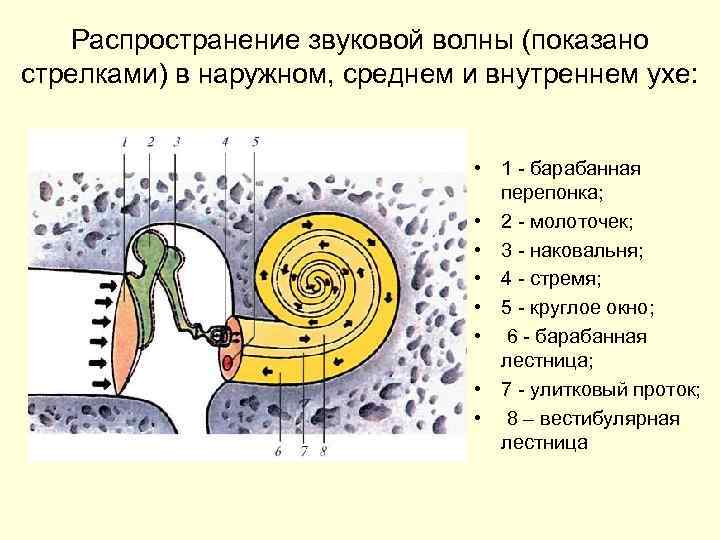 Распространение звуковой волны (показано стрелками) в наружном, среднем и внутреннем ухе: • 1 барабанная