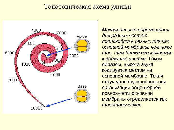 Тонотопическая схема улитки Максимальные перемещения для разных частот происходят в разных точках основной мембраны: