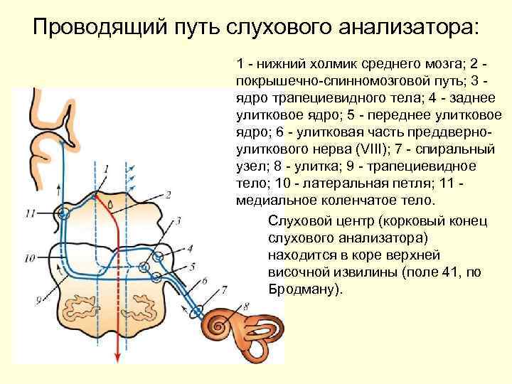 Проводящий путь слухового анализатора: 1 нижний холмик среднего мозга; 2 покрышечно спинномозговой путь; 3