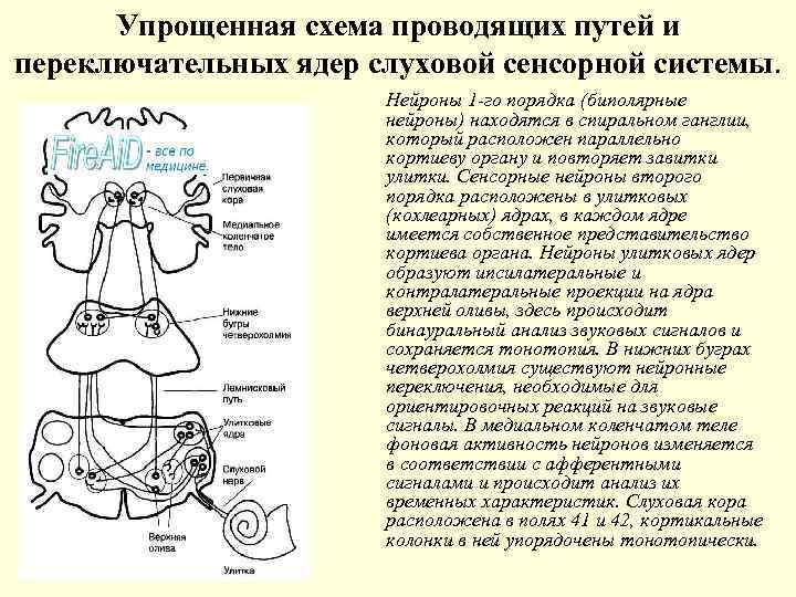 Упрощенная схема проводящих путей и переключательных ядер слуховой сенсорной системы. Нейроны 1 -го порядка