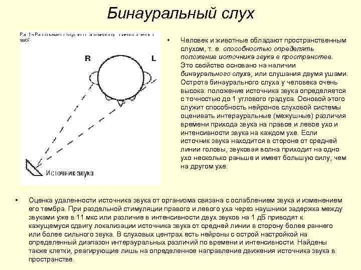 Бинауральный слух • • Человек и животные обладают пространственным слухом, т. е. способностью определять