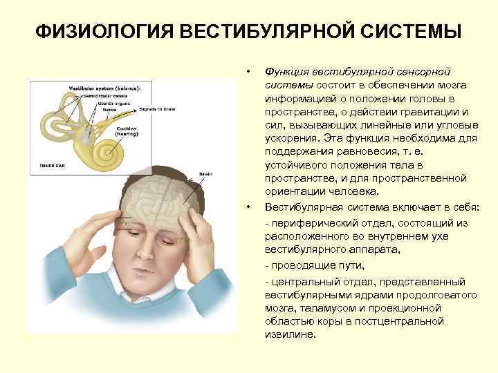 ФИЗИОЛОГИЯ ВЕСТИБУЛЯРНОЙ СИСТЕМЫ • • Функция вестибулярной сенсорной системы состоит в обеспечении мозга информацией