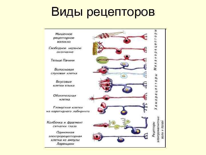 Виды рецепторов 