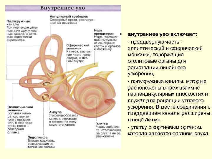  • внутреннее ухо включает: преддверную часть эллиптический и сферический мешочки, содержащие отолитовые органы