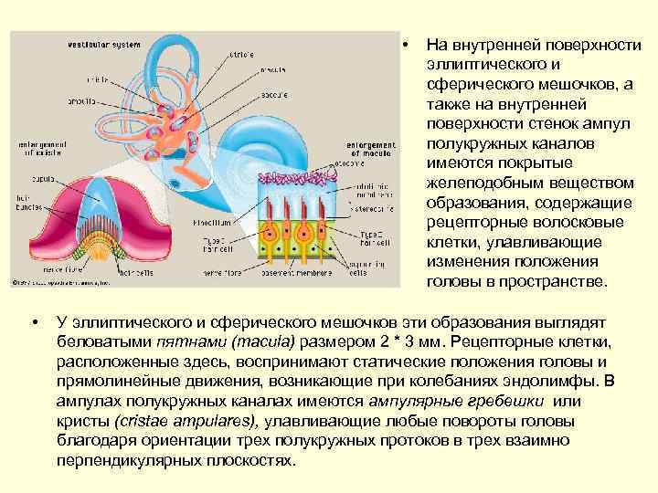  • • На внутренней поверхности эллиптического и сферического мешочков, а также на внутренней