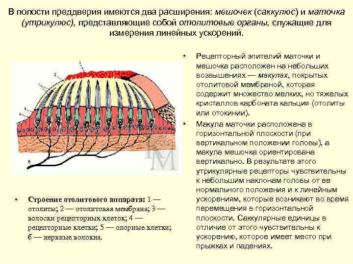 В полости преддверия имеются два расширения: мешочек (саккулюс) и маточка (утрикулюс), представляющие собой отолитовые