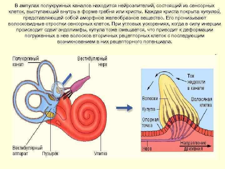 В ампулах полукружных каналов находится нейроэпителий, состоящий из сенсорных клеток, выступающий внутрь в форме