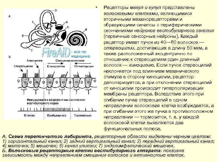  • Рецепторы макул и купул представлены волосковыми клетками, являющимися вторичными механорецепторами и образующими