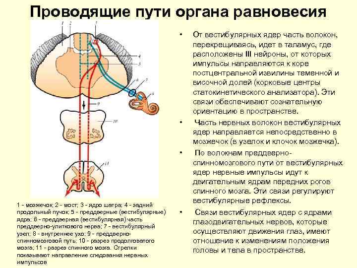 Проводящие пути органа равновесия • • • 1 мозжечок; 2 мост; 3 ядро шатра;