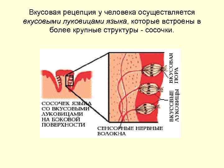 Вкусовая рецепция у человека осуществляется вкусовыми луковицами языка, которые встроены в более крупные структуры