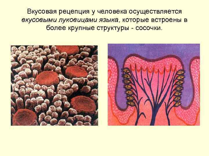 Вкусовая рецепция у человека осуществляется вкусовыми луковицами языка, которые встроены в более крупные структуры