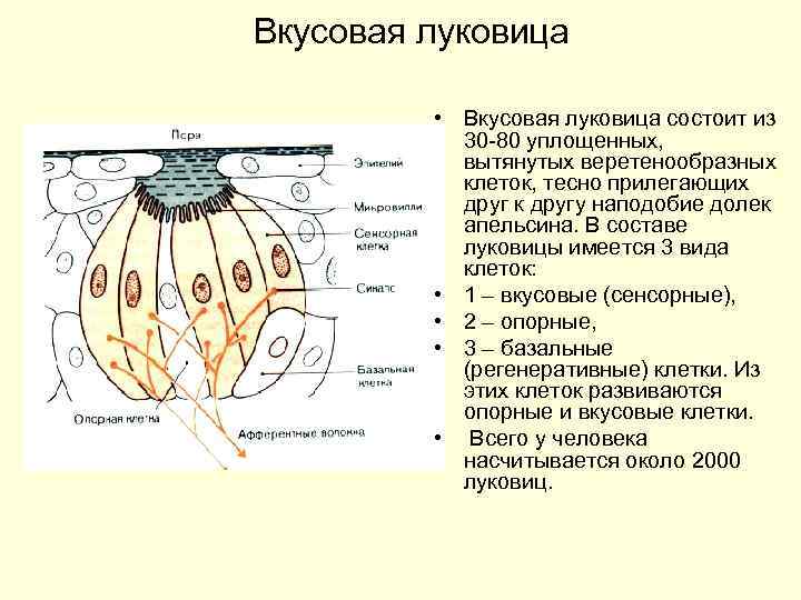 Вкусовая луковица • Вкусовая луковица состоит из 30 80 уплощенных, вытянутых веретенообразных клеток, тесно