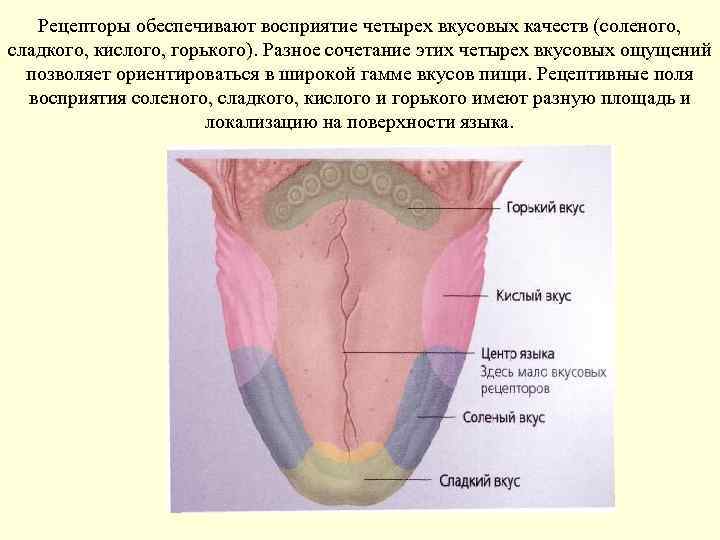 Рецепторы обеспечивают восприятие четырех вкусовых качеств (соленого, сладкого, кислого, горького). Разное сочетание этих четырех