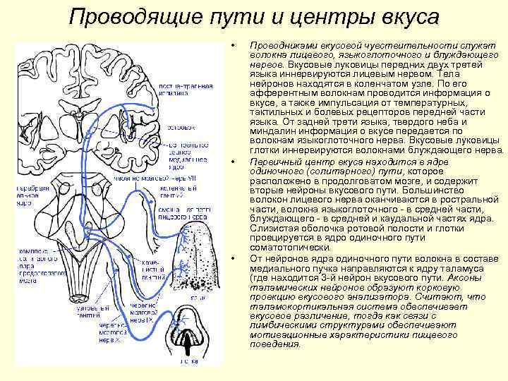 Проводящие пути и центры вкуса • • • Проводниками вкусовой чувствительности служат волокна лицевого,