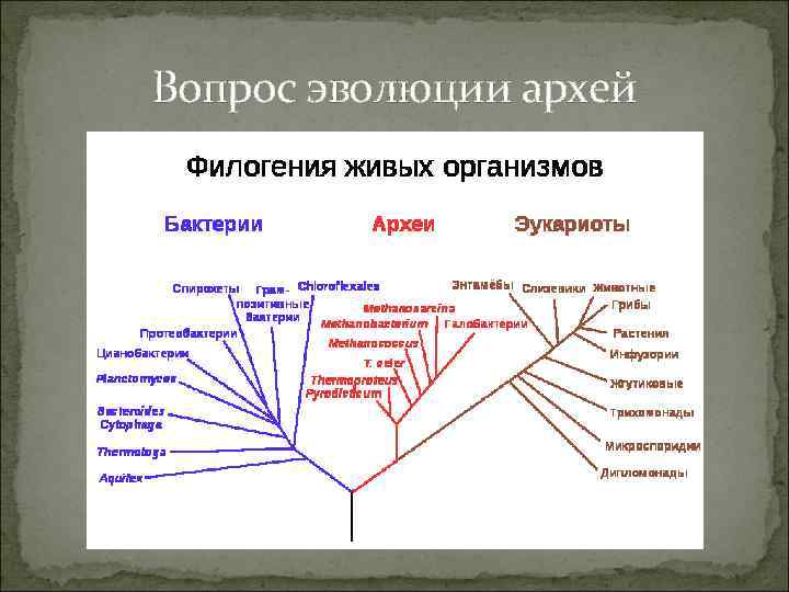 Вопрос эволюции архей 