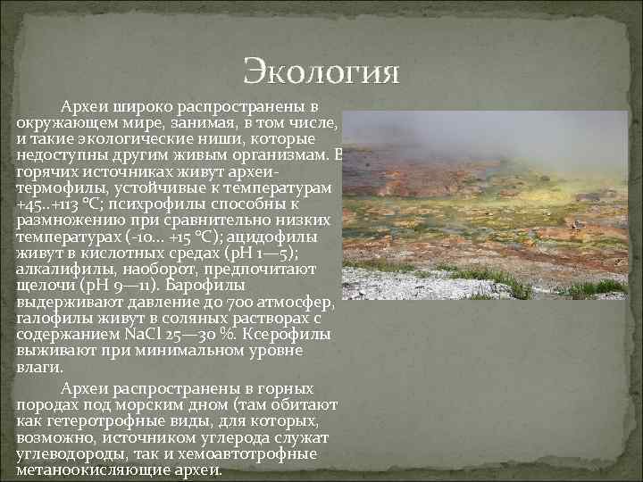 Архей. В архее были широко распространены. Кто жил в архее. Архей характеристика.