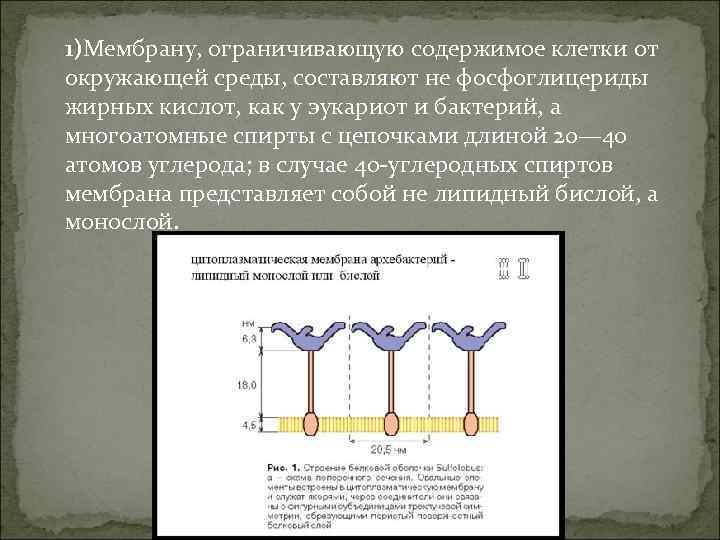 1)Мембрану, ограничивающую содержимое клетки от окружающей среды, составляют не фосфоглицериды жирных кислот, как у