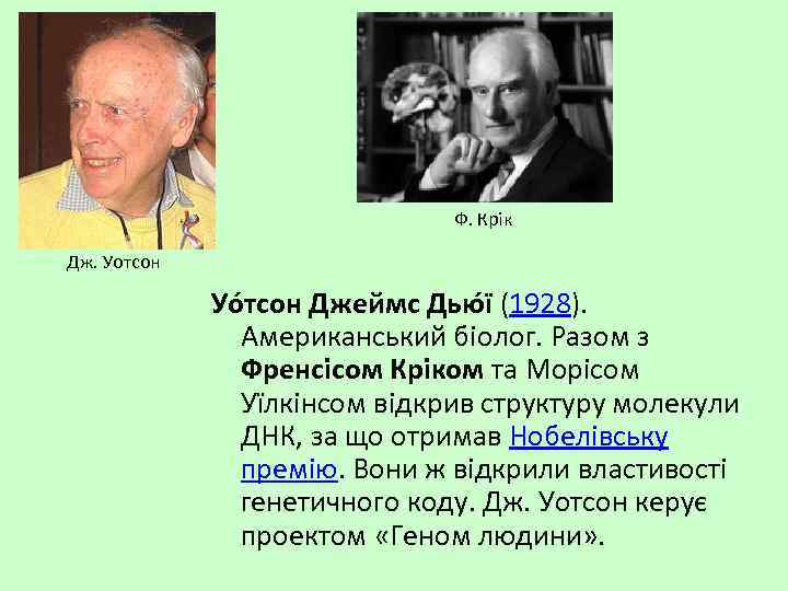 Ф. Крік Дж. Уотсон Уо тсон Джеймс Дью ї (1928). Американський біолог. Разом з