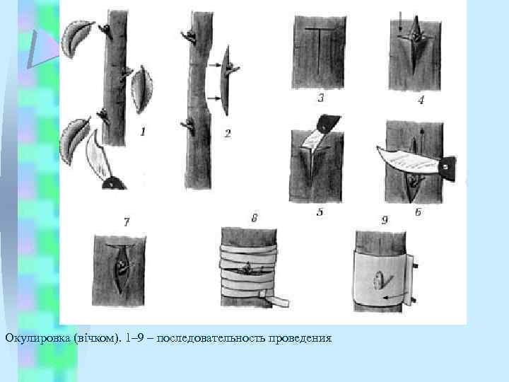 Окулировка (вічком). 1– 9 – последовательность проведения 