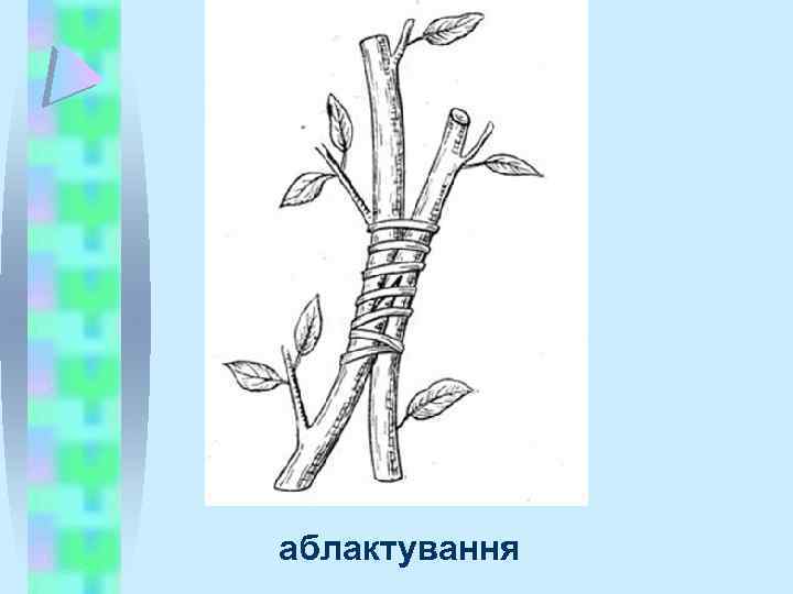 аблактування 