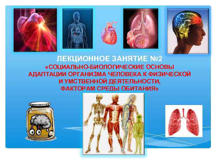 ЛЕКЦИОННОЕ ЗАНЯТИЕ № 2 «СОЦИАЛЬНО-БИОЛОГИЧЕСКИЕ ОСНОВЫ АДАПТАЦИИ ОРГАНИЗМА ЧЕЛОВЕКА К ФИЗИЧЕСКОЙ И УМСТВЕННОЙ ДЕЯТЕЛЬНОСТИ,