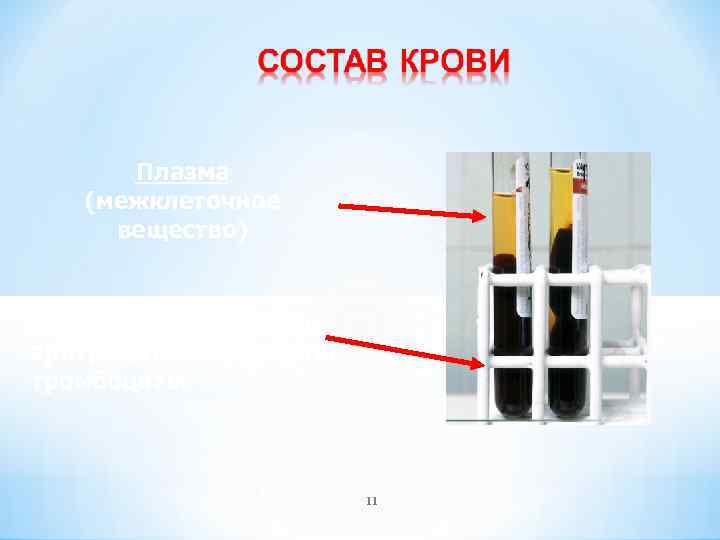 Плазма (межклеточное вещество) Форменные элементы: эритроциты, лейкоциты, тромбоциты 11 