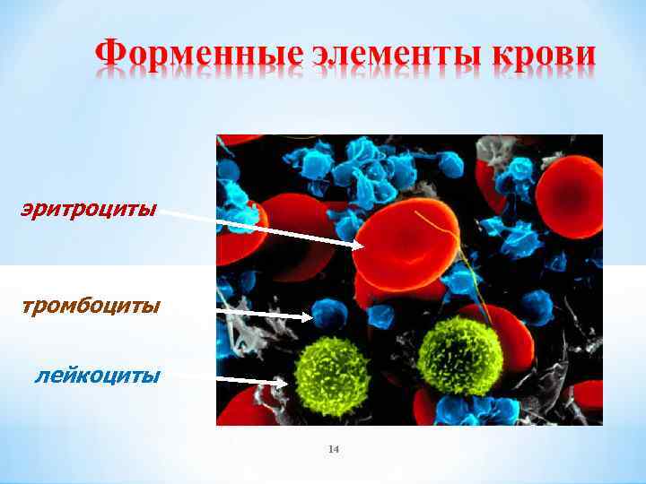 эритроциты тромбоциты лейкоциты 14 