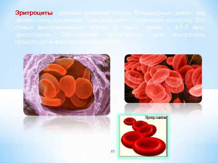 Эритроциты - красные кровяные клетки, безъядерные, имеют вид двояко-вогнутых дисков. Они связывают и переносят