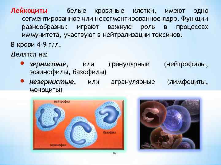 Лейкоциты не имеют постоянной формы