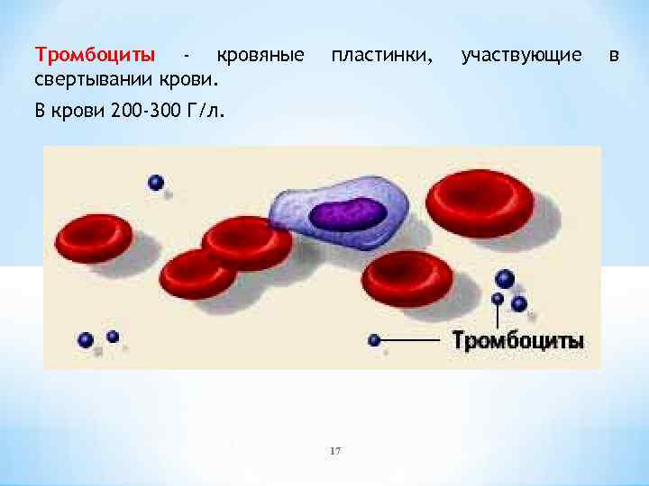 Тромбоциты - кровяные свертывании крови. пластинки, В крови 200 -300 Г/л. 17 участвующие в