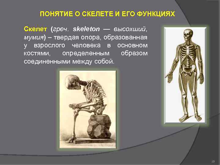 ПОНЯТИЕ О СКЕЛЕТЕ И ЕГО ФУНКЦИЯХ Скелет (греч. skeleton — высохший, мумия) – твердая