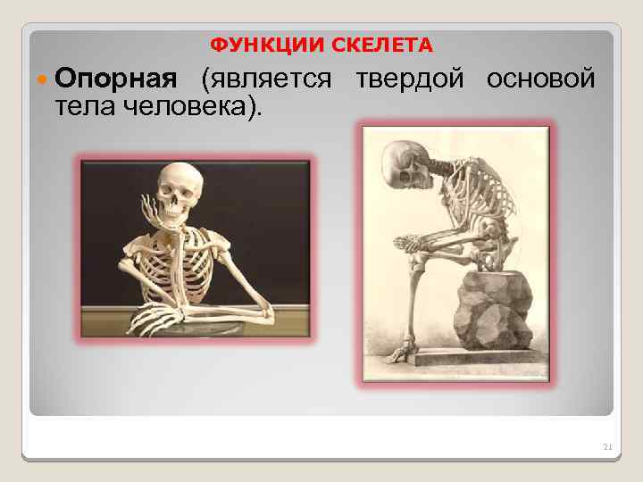 Механической функции скелета человека. Функции скелета человека. Функция поддержки скелета. Выработка опорного скелета. Какова роль скелета человека 3 класс.