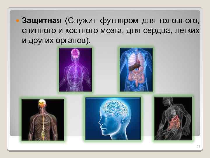  Защитная (Служит футляром для головного, спинного и костного мозга, для сердца, легких и