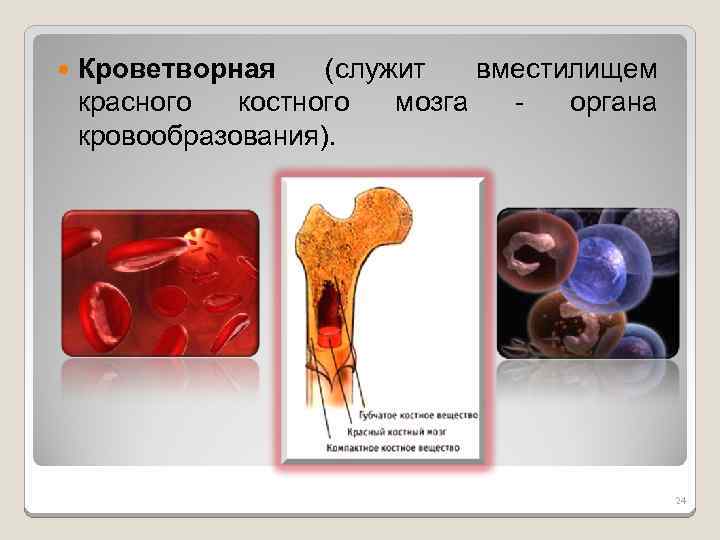  Кроветворная (служит вместилищем красного костного мозга - органа кровообразования). 24 