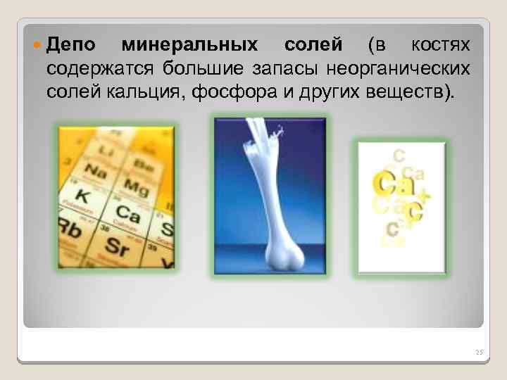  Депо минеральных солей (в костях содержатся большие запасы неорганических солей кальция, фосфора и