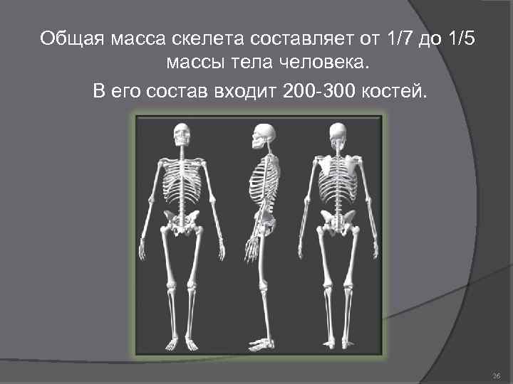 Общая масса скелета составляет от 1/7 до 1/5 массы тела человека. В его состав