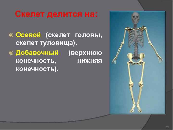 Скелет делится на: Осевой (скелет головы, скелет туловища). Добавочный (верхнюю конечность, нижняя конечность). 27