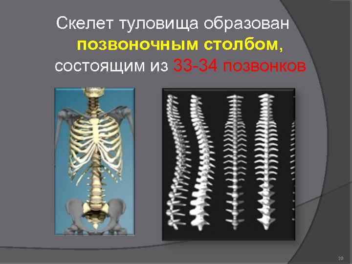 Скелет туловища образован позвоночным столбом, состоящим из 33 -34 позвонков 29 