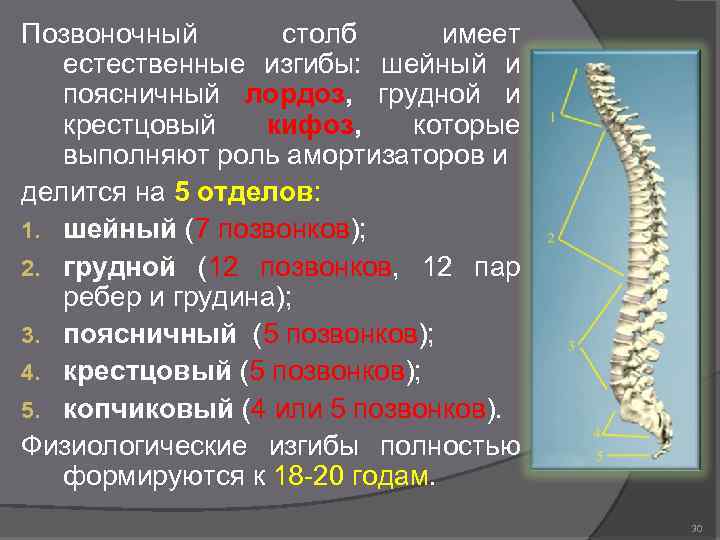 Позвоночный столб имеет естественные изгибы: шейный и поясничный лордоз, грудной и крестцовый кифоз, которые