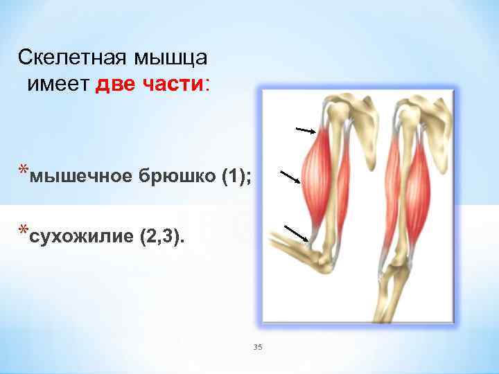 Имеет мышцы. Брюшко и сухожилия. Брюшко мышцы. Мышечное брюшко и сухожилие. Брюшко и сухожилие мышцы.