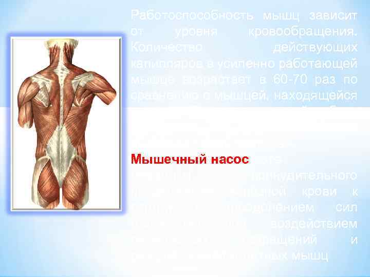 Работоспособность мышц зависит от уровня кровообращения. Количество действующих капилляров в усиленно работающей мышце возрастает