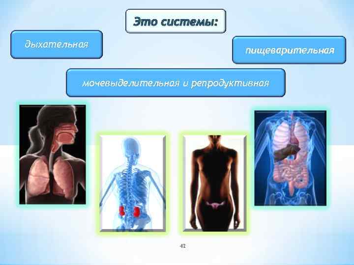 дыхательная пищеварительная мочевыделительная и репродуктивная 42 